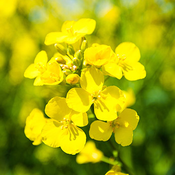 Sternchemie – Rotes Palmöl: unsere Quellen
