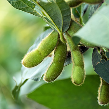 Sternchemie – Rotes Palmöl: unsere Quellen