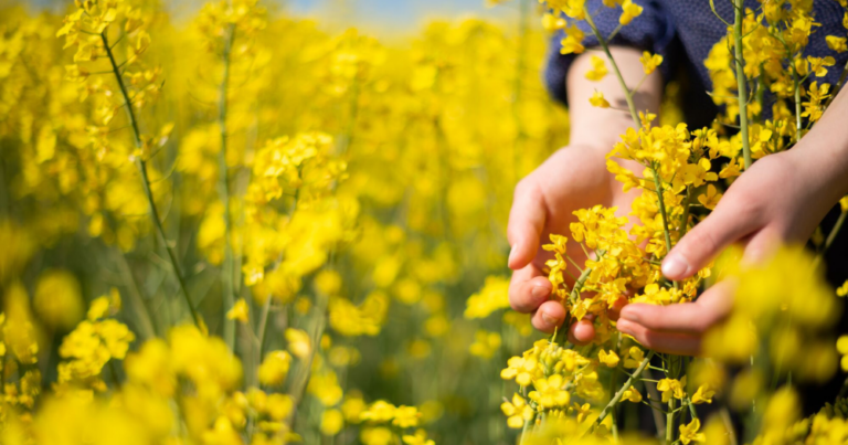 Rapeseed