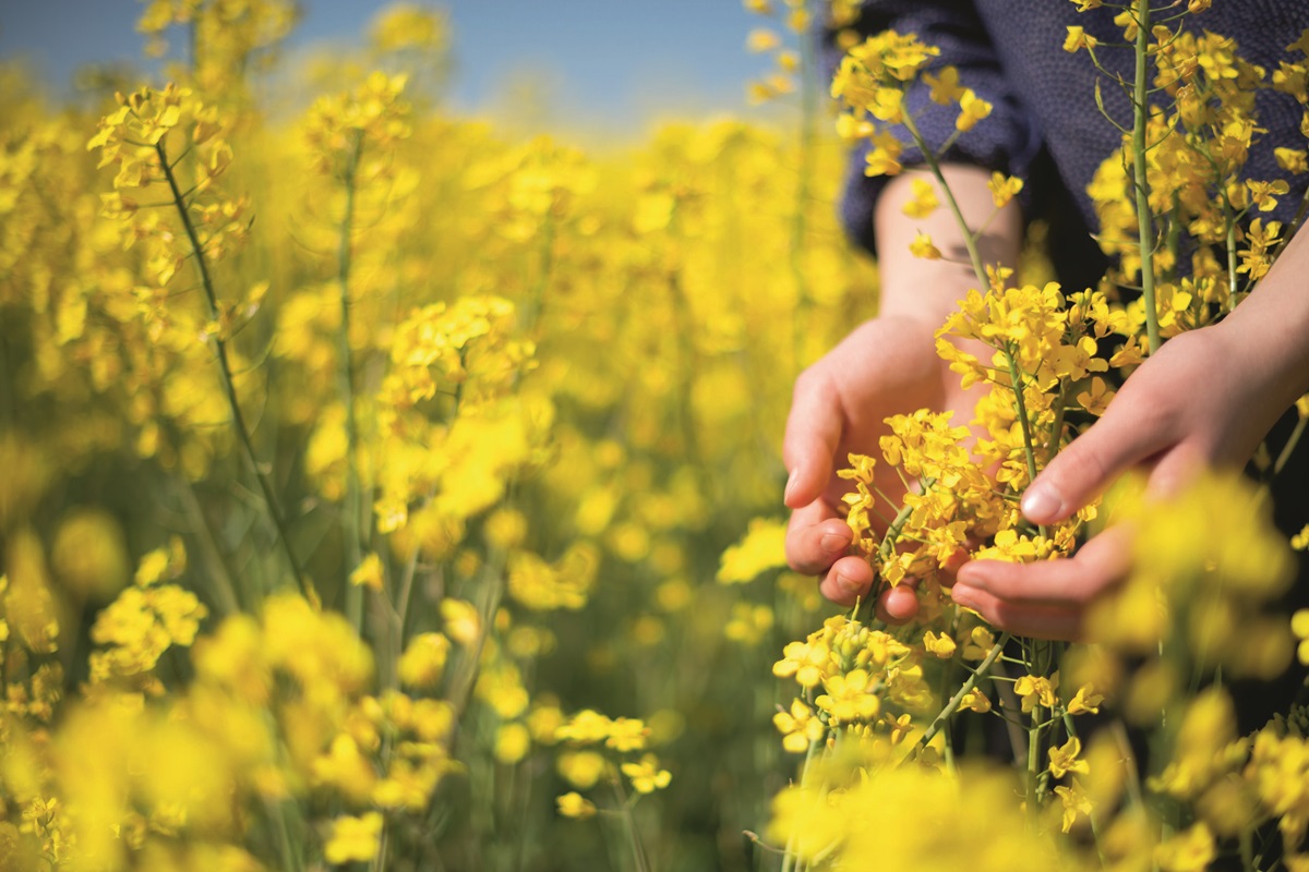 Print-Hands sliding trough a rapeseed field