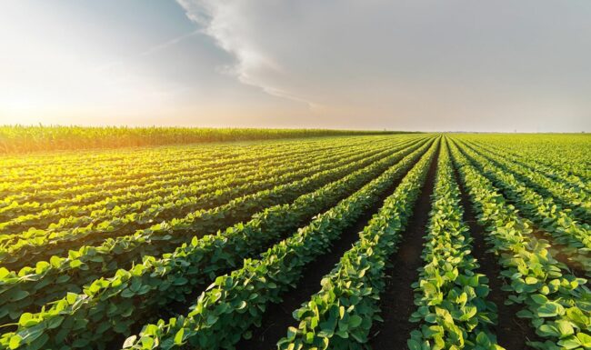 Agricultural soybean plantation on sunny day